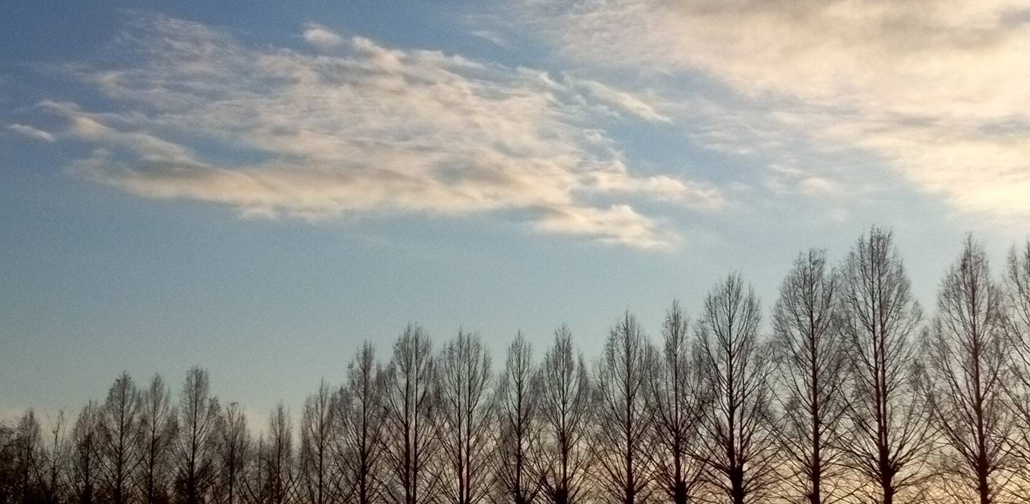 メタセコイヤも葉が落ち冬景色