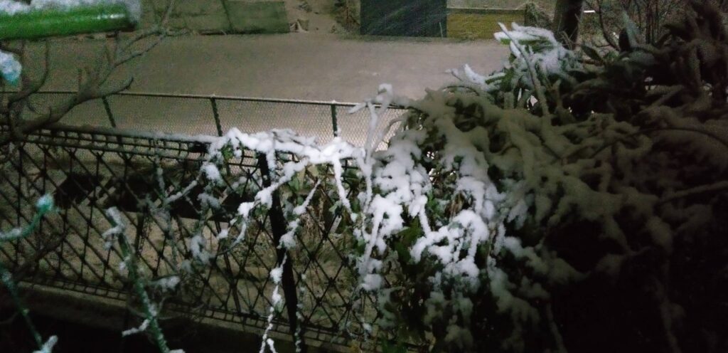 気が付いたらうっすら積もっている