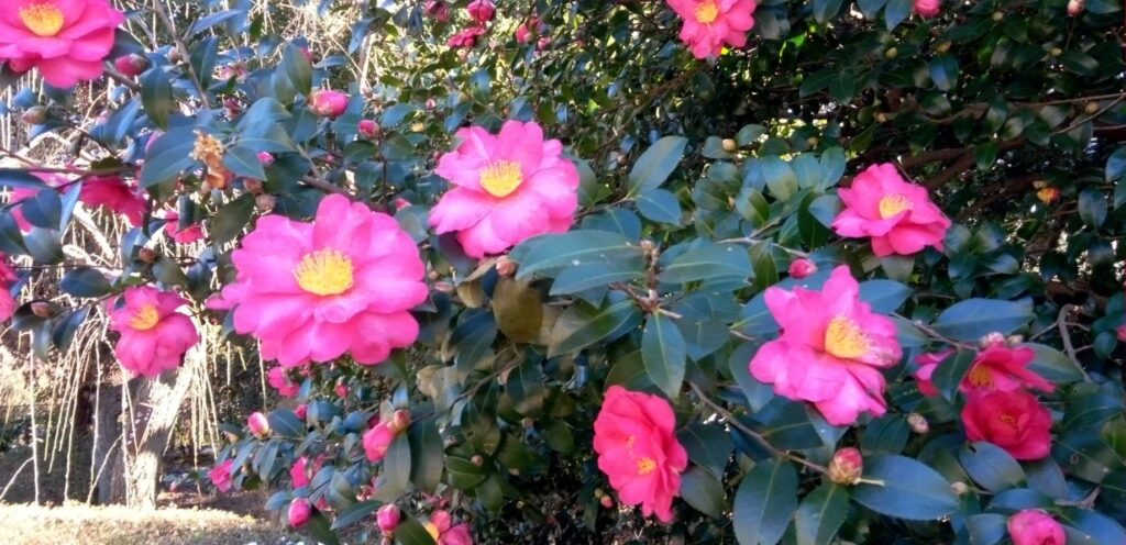 山茶花も色鮮やか