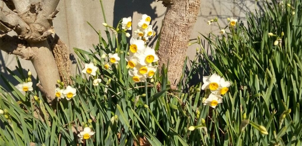 お正月に水仙の花