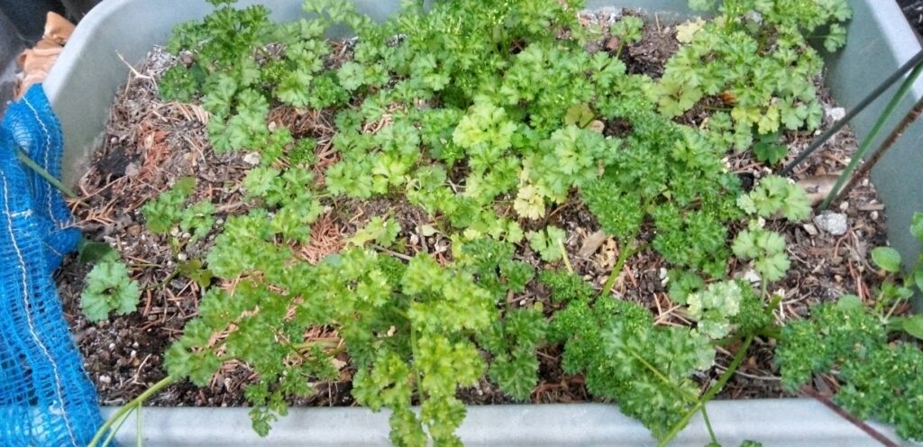 プランターのパセリが元気