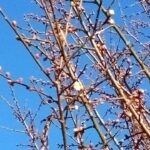 梅のつぼみ見つけた