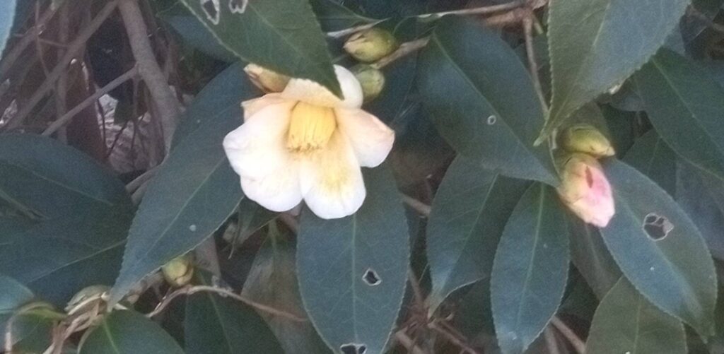 山茶花・最後の一輪