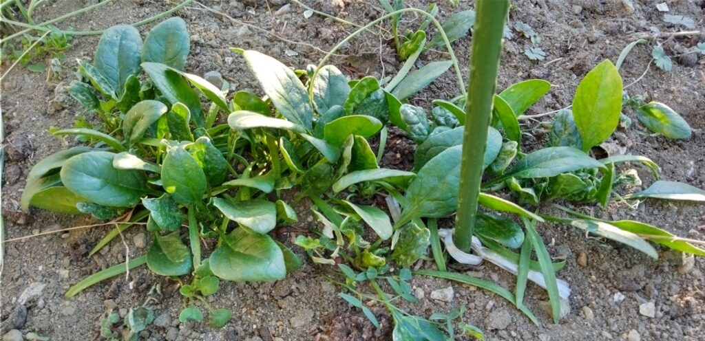 畑のほうれん草も育ってる