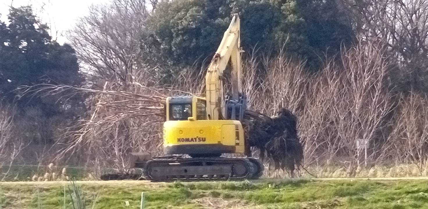 ショベルカーが樹々を伐採してる