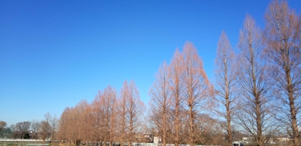 真っ青な空とメタセコイヤの並木通り