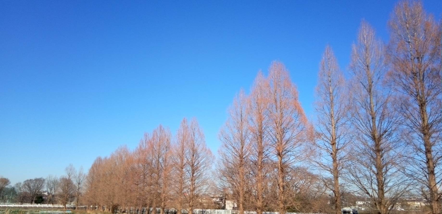 真っ青な空とメタセコイヤの並木通り