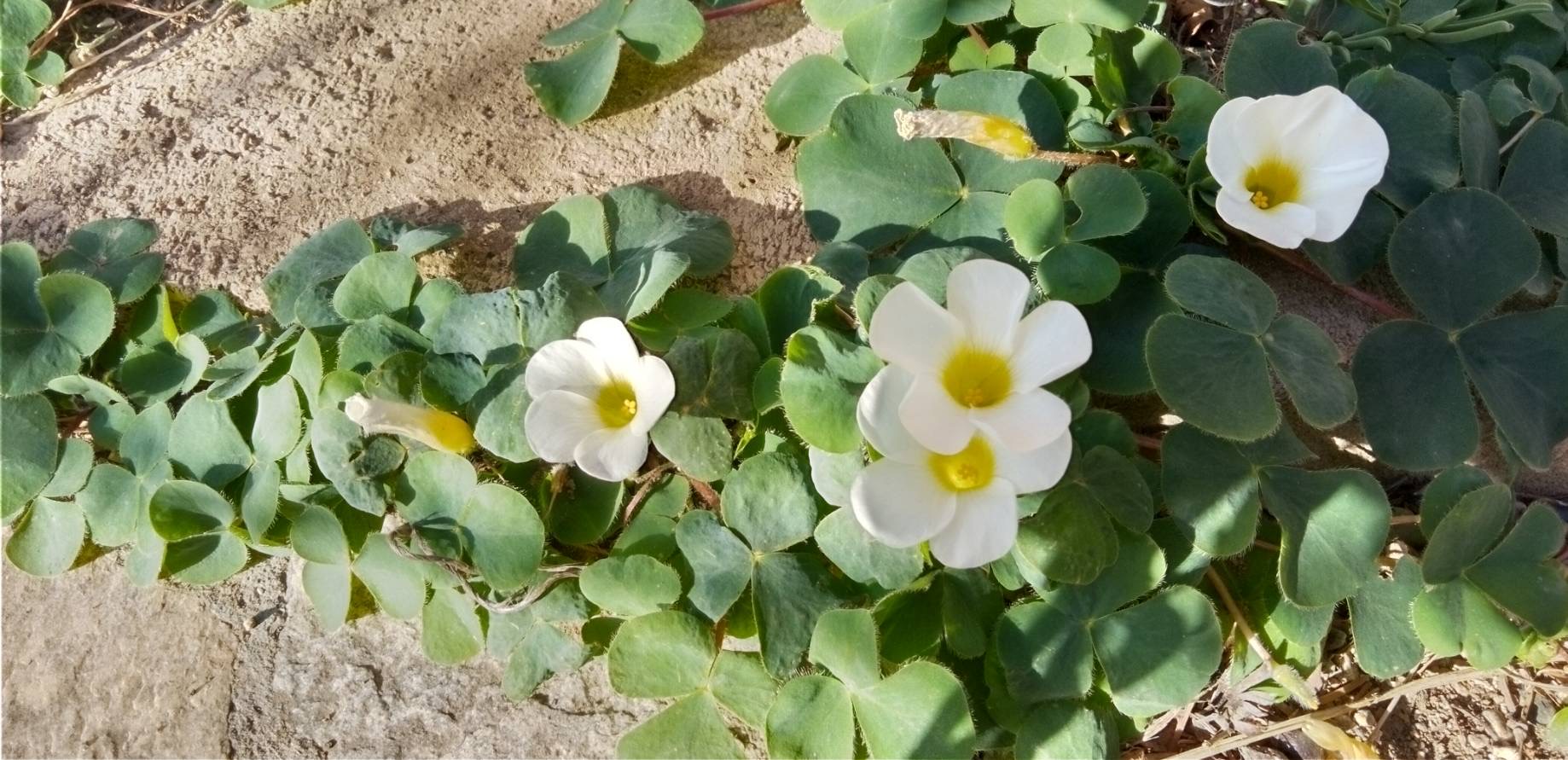 フヨウカタバミの花