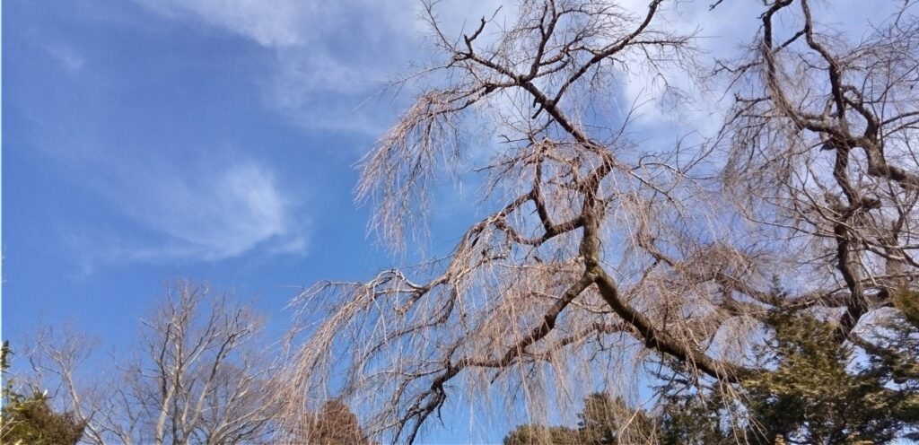 お寺の枝垂れ桜