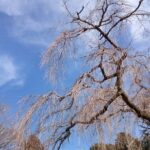 お寺の枝垂れ桜