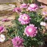 マーガレット・スウィートピンク