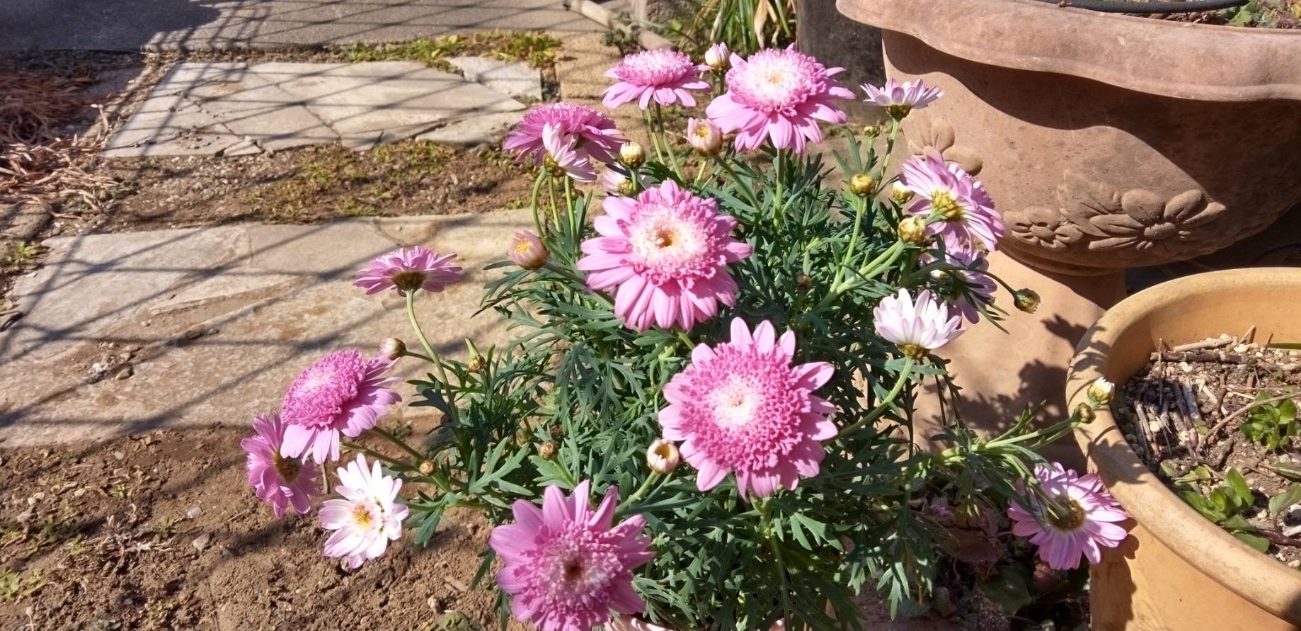 マーガレット・スウィートピンク