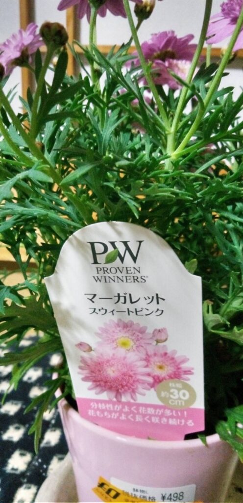 マーガレット・スウィートピンク