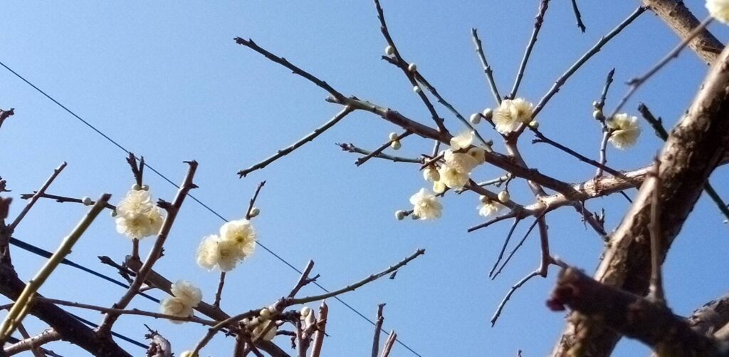 我が家の白梅咲いた