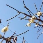 我が家の白梅咲いた