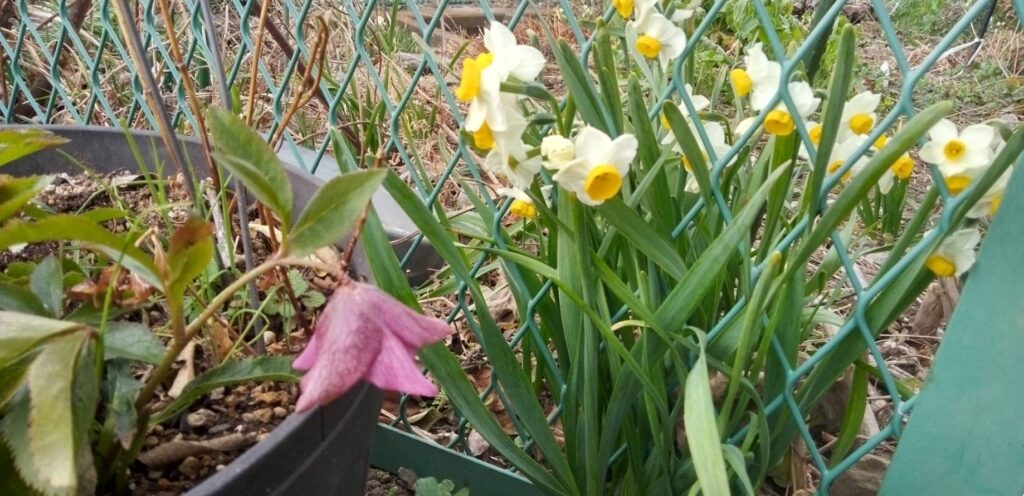 我が家の日本水仙も咲きだしました