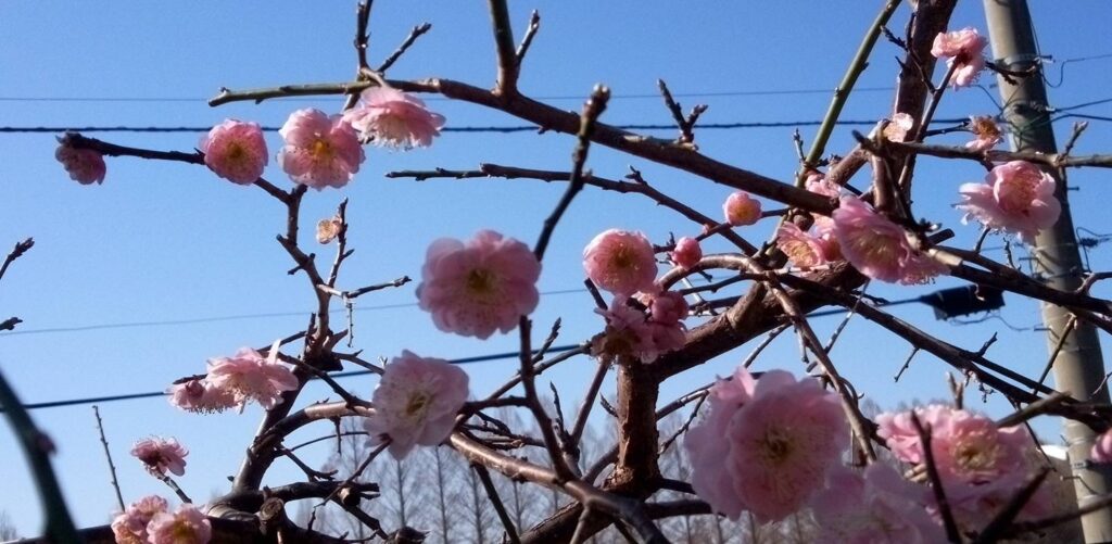 やっと咲いた枝垂れ梅