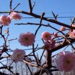 やっと咲いた枝垂れ梅