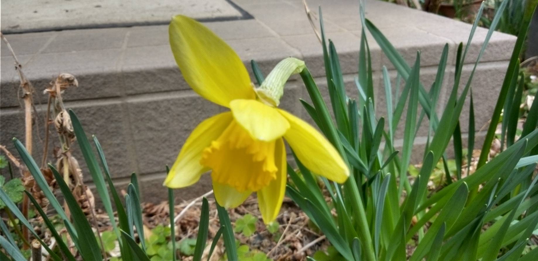 水仙が咲きだした
