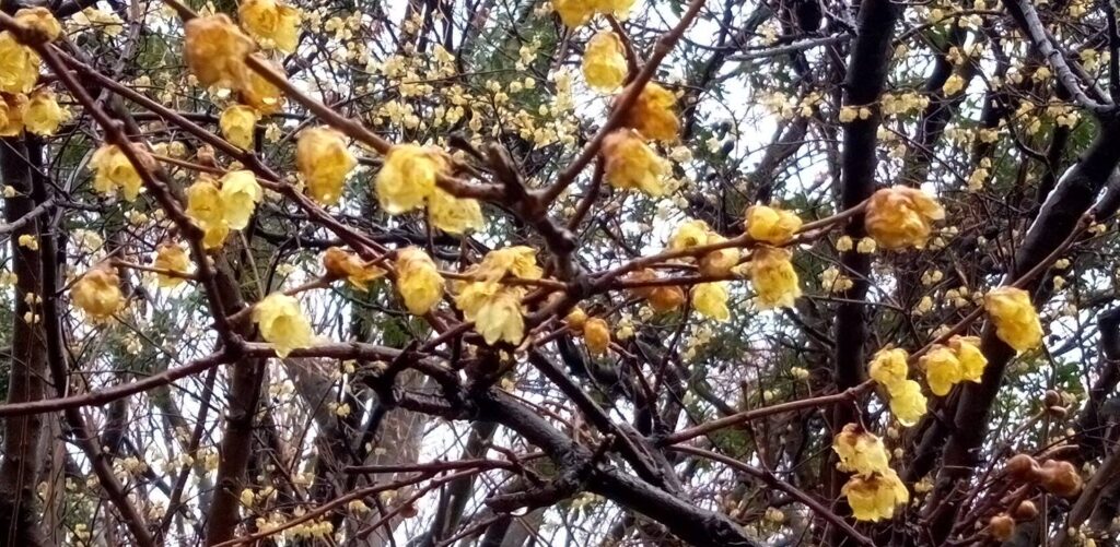 ロウバイの花は満開過ぎて