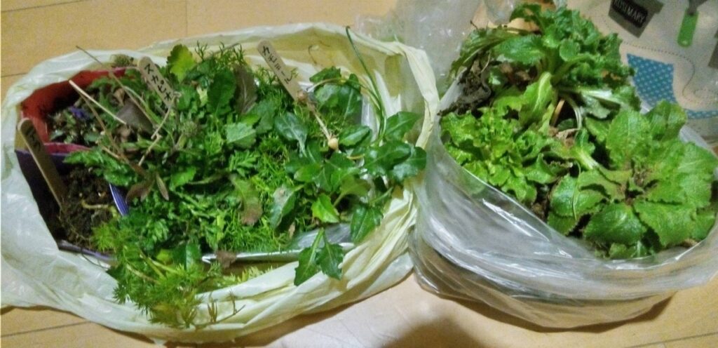 友人宅へ持って行く花の苗を準備