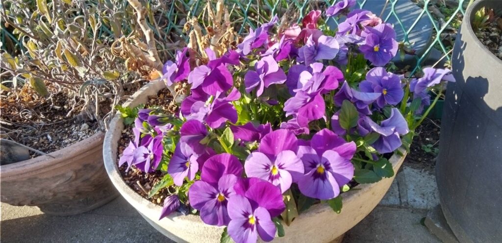 パンジーの花が鮮やか