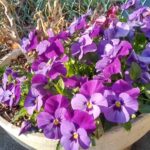 パンジーの花が鮮やか