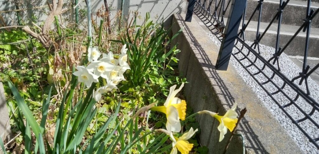 ペーパーホワイト水仙