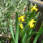 ミニラッパスイセン