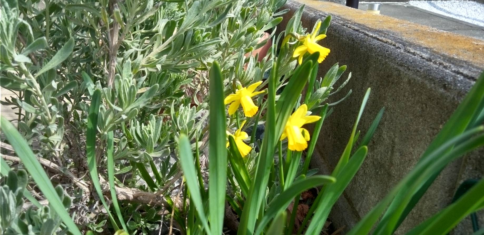 ミニラッパスイセン