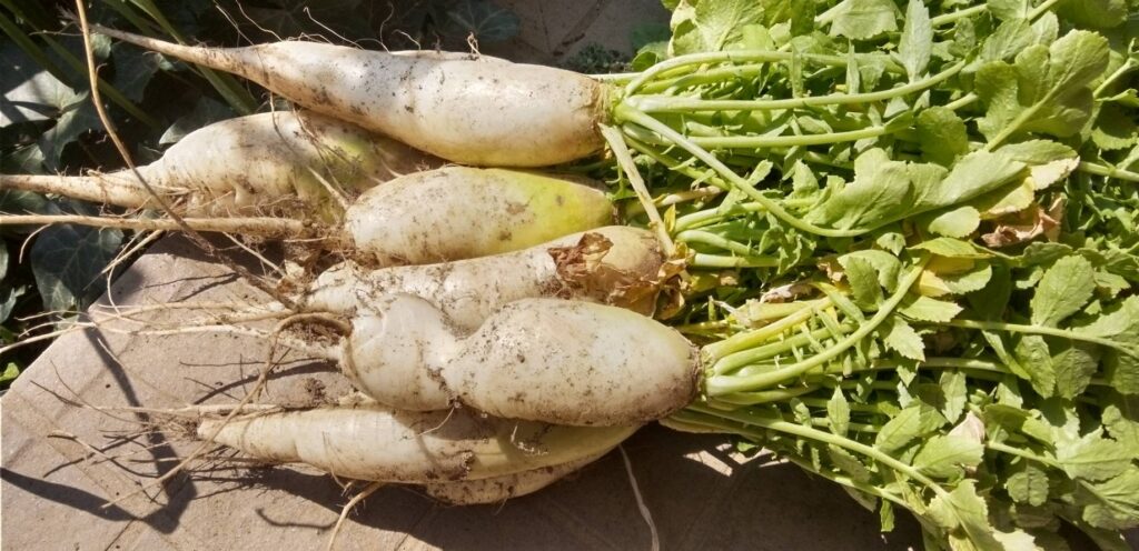 畑のおじさんが大根をたくさん持って来てくれた