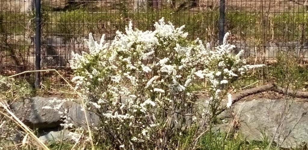 公園のユキヤナギが満開