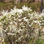 公園のユキヤナギが満開