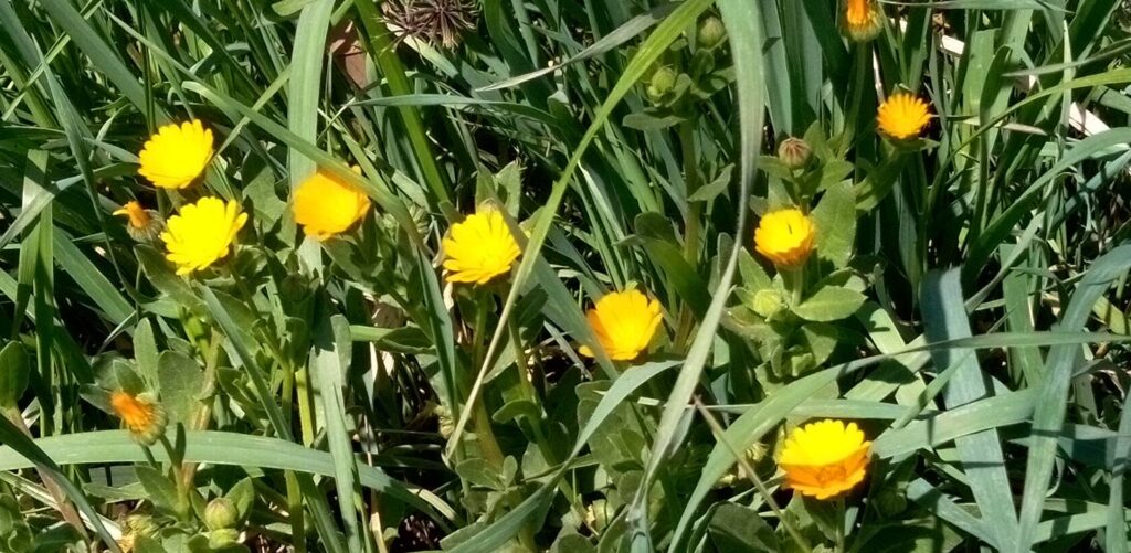 カレンデュラかも知れない