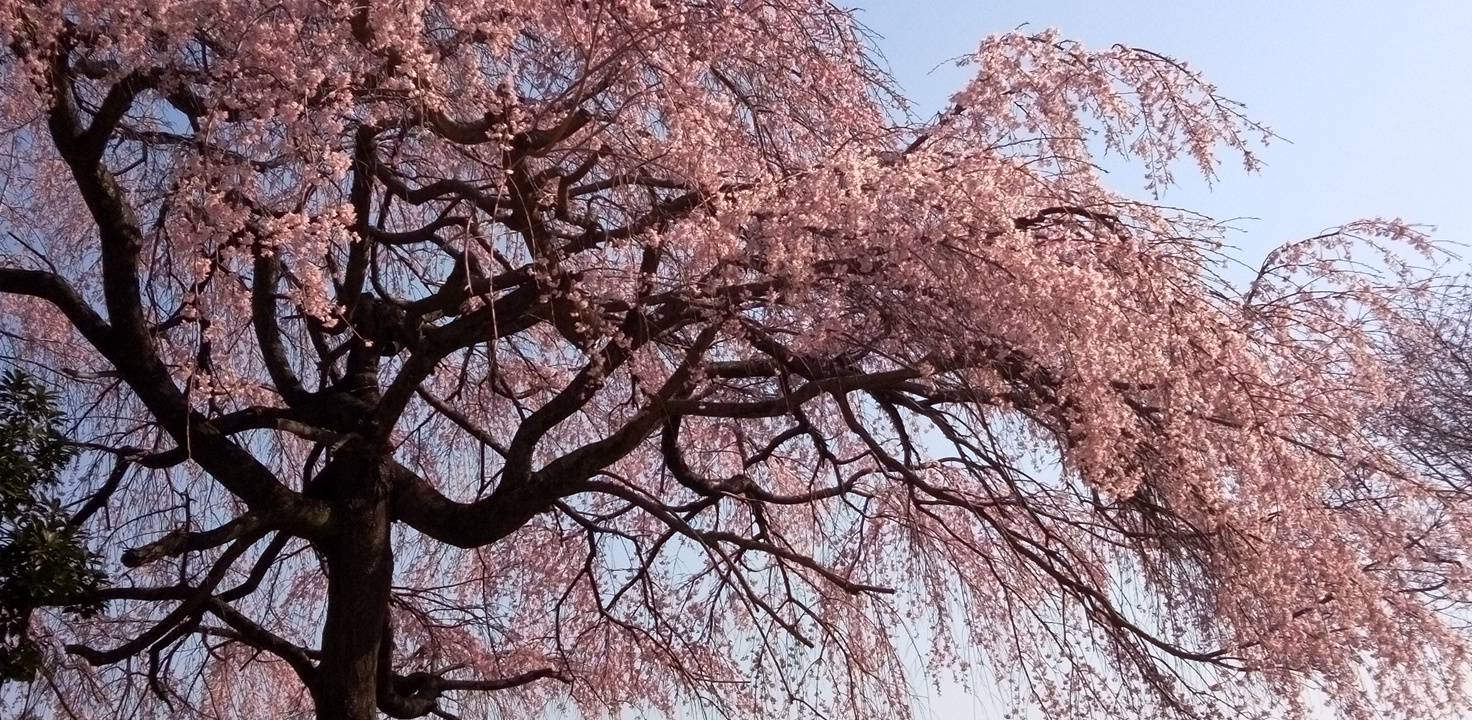 桜散歩
