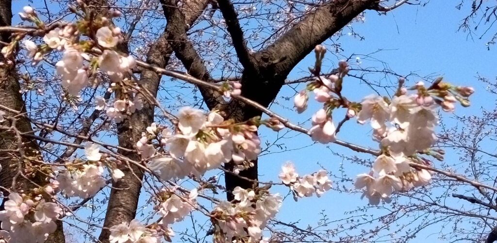 桜散歩
