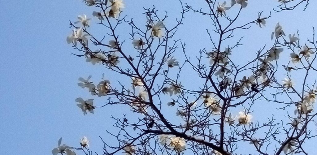 コブシの花が咲いてます