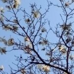 コブシの花が咲いてます