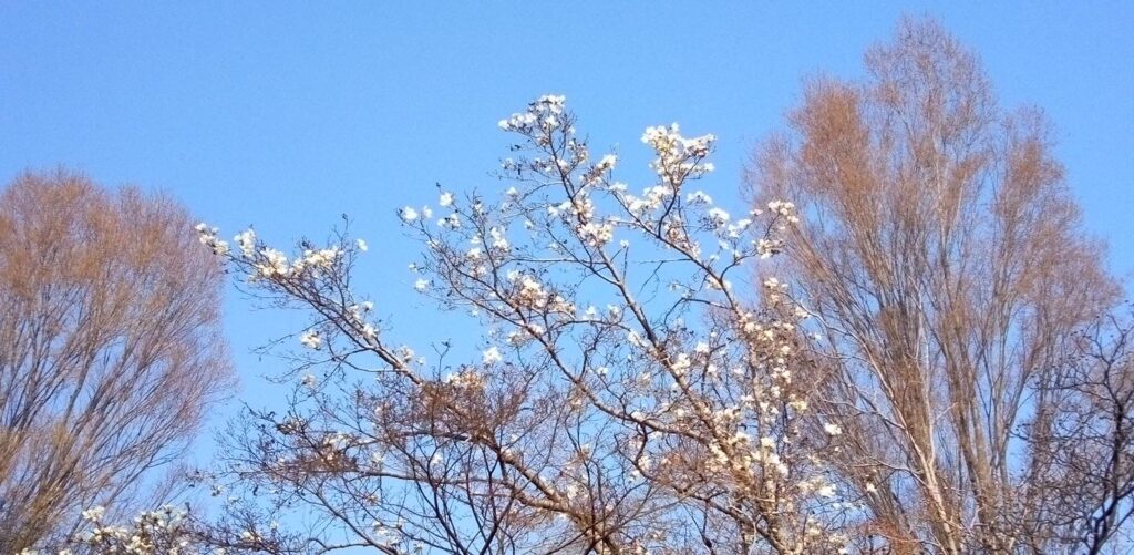 コブシの花が咲いてます