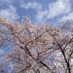 吉野桜は五分咲きだした