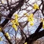 トサミズキの花