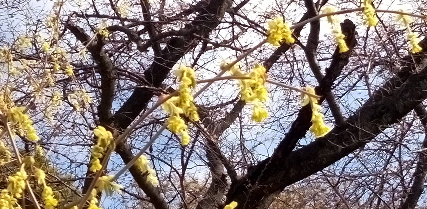 トサミズキの花