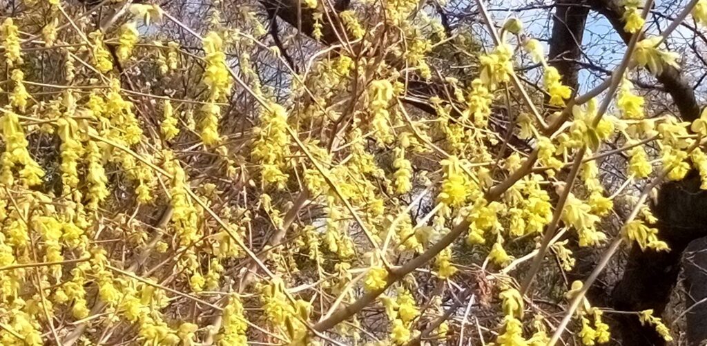 トサミズキの花