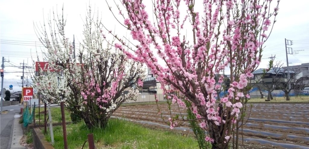 ハナモモの花が咲いている