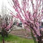 ハナモモの花が咲いている