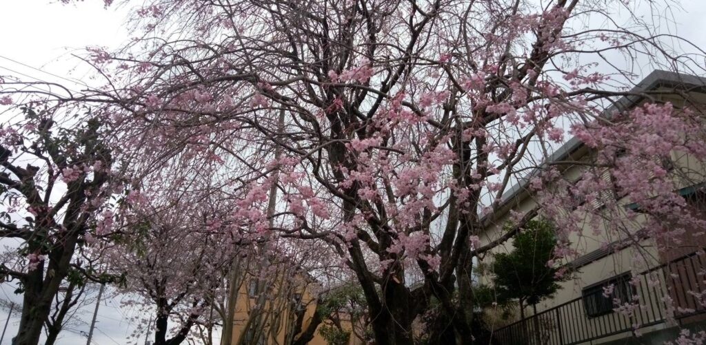 薄ピンクの枝垂れ桜も見事