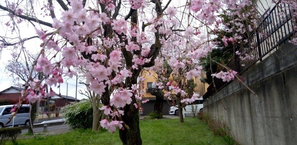 薄ピンクの枝垂れ桜も見事
