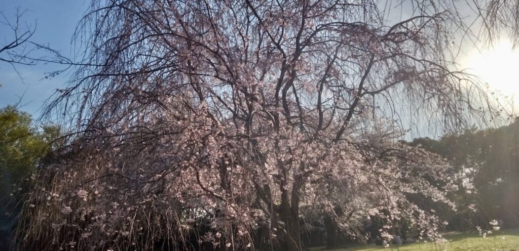 公園の枝垂れ桜