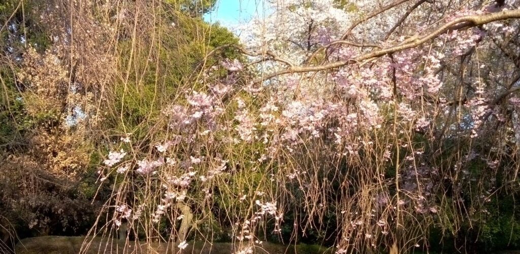 公園の枝垂れ桜