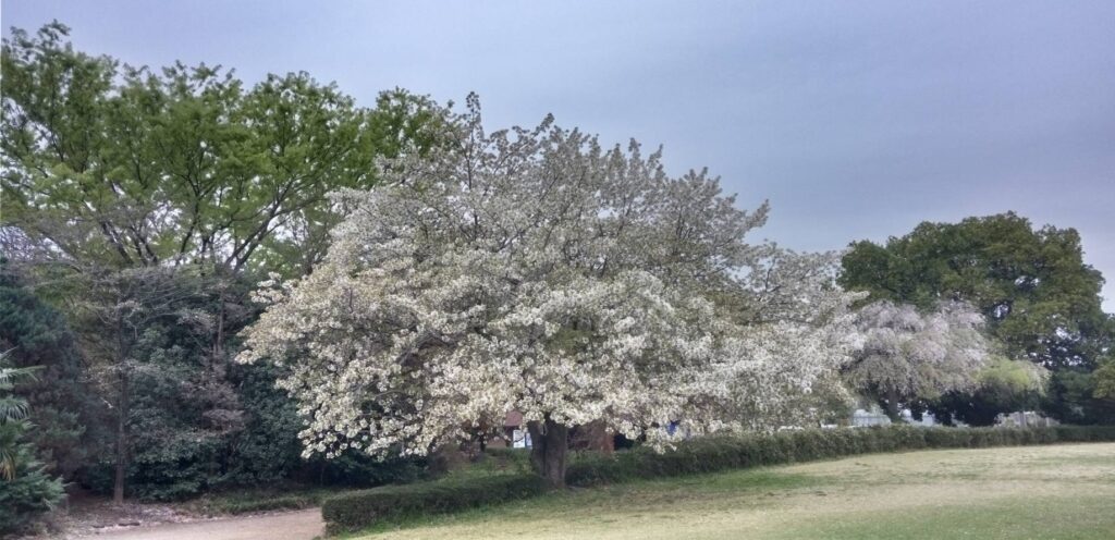 朝早くに桜見に